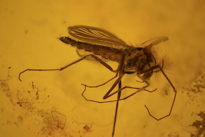 Fossil Fly (Diptera) In Baltic Amber #72219